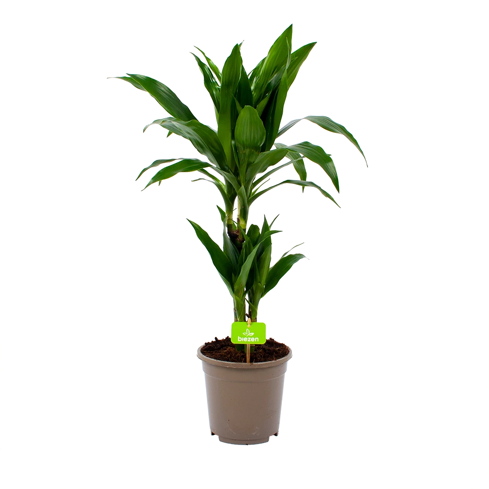 Dracaena Janet Craig - Op Stam - Drakenbloedboom - P17 H70 - Kamerplant 3 Dracaena Janet Craig - Op Stam - Drakenbloedboom - P17 H70 - Kamerplant