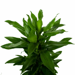 Dracaena Janet Lind - Vertakt - Drakenbloedboom - P21 H80 - Kamerplant -Pokon Winkel dracaena janet lind vertakt drakenbloedboom p21 h80 5