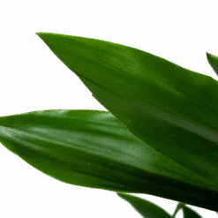 Dracaena Janet Lind - Vertakt - Drakenbloedboom - P21 H80 - Kamerplant -Pokon Winkel dracaena janet lind vertakt drakenbloedboom p21 h80 6