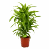 Dracaena Lemon Lime - Vertakt - Drakenbloedboom - P24 H110 - Kamerplant -Pokon Winkel dracaena lemon lime drakenbloedboom p24 h95 4