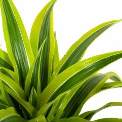 Dracaena Lemon Lime - Vertakt - Drakenbloedboom - P24 H110 - Kamerplant 6 Dracaena Lemon Lime - Vertakt - Drakenbloedboom - P24 H110 - Kamerplant -Pokon Winkel dracaena lemon lime drakenbloedboom p24 h95 5