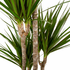 Voorkant -Pokon Winkel dracaena marginata groen op stam drakenbloedboom p19 h120 5 2