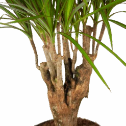 Dracaena Marginata Groen - Vertakt - Drakenbloedboom - P27 H120 - Kamerplant -Pokon Winkel dracaena marginata groen vertakt drakenbloedboom p27 h120 5 3