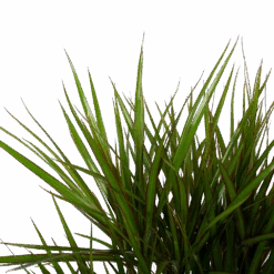 Dracaena Marginata Groen - Vertakt - Drakenbloedboom - P27 H120 - Kamerplant -Pokon Winkel dracaena marginata groen vertakt drakenbloedboom p27 h120 6 3