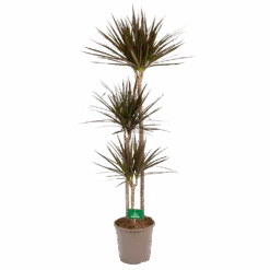 Dracaena Marginata Magenta - Op Stam - Drakenbloedboom - P24 H140 - Kamerplant