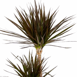 Dracaena Marginata Magenta - Op Stam - Drakenbloedboom - P24 H140 - Kamerplant -Pokon Winkel dracaena marginata magenta op stam drakenbloedboom p24 h140 kamerplant 4