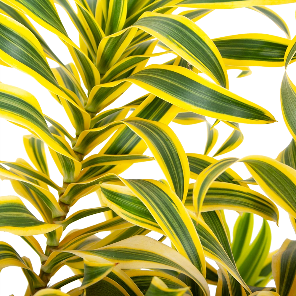 Dracaena Reflexa Song Of India - Vertakt - Drakenbloedboom - P24 H80 - Kamerplant 4 Dracaena Reflexa Song Of India - Vertakt - Drakenbloedboom - P24 H80 - Kamerplant - Afbeelding 2