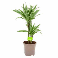 Dracaena White Stripe - Op Stam - Drakenbloedboom - P17 H65 - Kamerplant