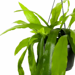 Epiphyllum Pumilum - In Hangpot - P17 H40 - Kamerplant -Pokon Winkel epiphyllum pumilum in hangpot p17 h40 5 1