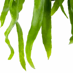 Epiphyllum Pumilum - In Hangpot - P17 H40 - Kamerplant -Pokon Winkel epiphyllum pumilum in hangpot p17 h40 6 1