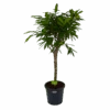 Ficus Binnendijkii Amstel King Op Stam - Treurvijg - P31 H140 - Kamerplant -Pokon Winkel ficus binnendijkii amstel king op stam treurvijg p31 h140 1