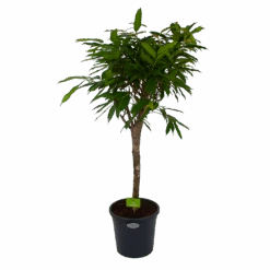 Ficus Binnendijkii Amstel King Op Stam - Treurvijg - P31 H140 - Kamerplant