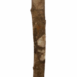 Ficus Binnendijkii Amstel King Op Stam - Treurvijg - P31 H140 - Kamerplant -Pokon Winkel ficus binnendijkii amstel king op stam treurvijg p31 h140 6