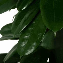 Ficus Cyathistipula - Groene Vijg - Op Zuil - P29 H150 - Kamerplant -Pokon Winkel ficus cyathistipula groene vijg op zuil p29 h150 5