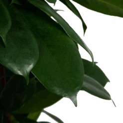 Ficus Cyathistipula - Groene Vijg - Op Zuil - P29 H150 - Kamerplant -Pokon Winkel ficus cyathistipula groene vijg op zuil p29 h150 6