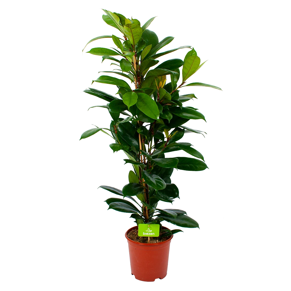 Ficus Cyathistipula - Groene Vijg - Toef - P21 H105 - Kamerplant 3 Ficus Cyathistipula - Groene Vijg - Toef - P21 H105 - Kamerplant