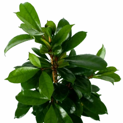 Ficus Cyathistipula - Groene Vijg - Toef - P21 H105 - Kamerplant 8 Ficus Cyathistipula - Groene Vijg - Toef - P21 H105 - Kamerplant -Pokon Winkel ficus cyathistipula groene vijg toef p21 h105 6 1