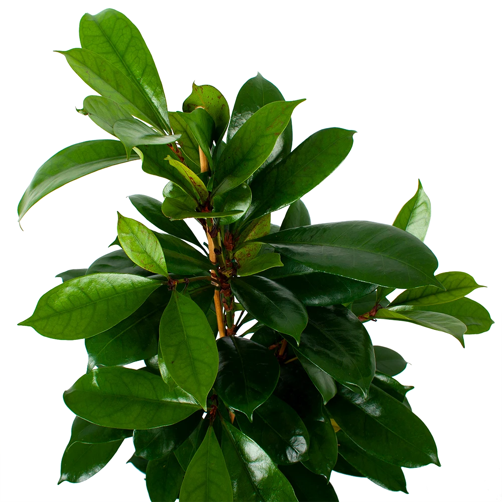 Ficus Cyathistipula - Groene Vijg - Toef - P21 H105 - Kamerplant 5 Ficus Cyathistipula - Groene Vijg - Toef - P21 H105 - Kamerplant - Afbeelding 3