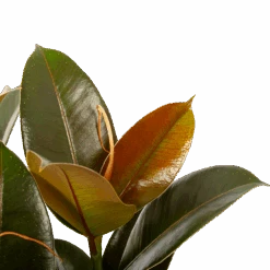 Ficus Elastica Melany - Rubberboom - P19 H55 - Kamerplant 8 Ficus Elastica Melany - Rubberboom - P19 H55 - Kamerplant -Pokon Winkel ficus elastica melany rubberboom p19 h55 6
