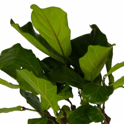 Ficus Lyrata Op Stam - Tabaksplant - P30 H150 - Kamerplant 8 Ficus Lyrata Op Stam - Tabaksplant - P30 H150 - Kamerplant -Pokon Winkel ficus lyrata op stam tabaksplant p30 h150 kamerplant 4