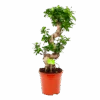 Ficus Microcarpa Ginseng - Bonsai - P21 H65 - Kamerplant -Pokon Winkel ficus microcarpa ginseng bonsai p21 h65 1
