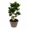 Ficus Microcarpa Ginseng - Bonsai - P25 H70 - Kamerplant -Pokon Winkel ficus microcarpa ginseng bonsai p25 h70 1