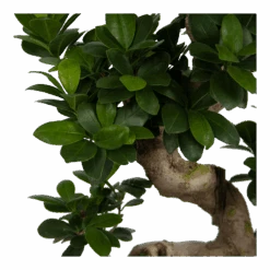 Ficus Microcarpa Ginseng - Bonsai - P25 H70 - Kamerplant -Pokon Winkel ficus microcarpa ginseng bonsai p25 h70 6