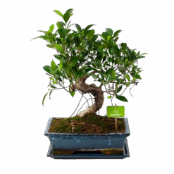 Ficus Retusa Taiwan - Bonsai - P29 H50 - Kamerplant