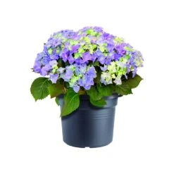 Bloempot Elho Green Basics Cilinder 80cm - Living Black -Pokon Winkel green basics cilinder 80cm bloempot living black 6 16