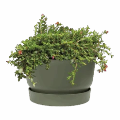 Plantenschaal Elho Greenville 33cm - Bladgroen 6 Plantenschaal Elho Greenville 33cm - Bladgroen -Pokon Winkel greenville schaal 33cm bloempot bladgroen 2 8