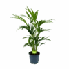 Kentiapalm - Howea Forsteriana - P19 H80 - Kamerplant