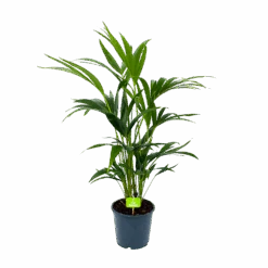 Kentiapalm - Howea Forsteriana - P19 H80 - Kamerplant