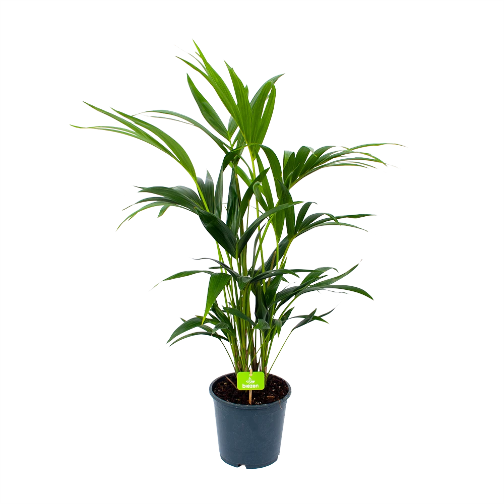 Kentiapalm - Howea Forsteriana - P19 H80 - Kamerplant 3 Kentiapalm - Howea Forsteriana - P19 H80 - Kamerplant