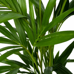 Kentiapalm - Howea Forsteriana - P19 H80 - Kamerplant 8 Kentiapalm - Howea Forsteriana - P19 H80 - Kamerplant -Pokon Winkel kentiapalm howea forsteriana p19 h80 6