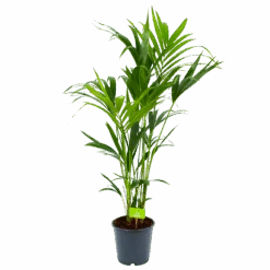 Kentiapalm - Howea Forsteriana - P24 H140 - Kamerplant