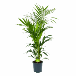 Kentiapalm - Howea Forsteriana - P24 H150 - Kamerplant