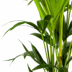 Kentiapalm - Howea Forsteriana - P24 H150 - Kamerplant 8 Kentiapalm - Howea Forsteriana - P24 H150 - Kamerplant -Pokon Winkel kentiapalm howea forsteriana p24 h150 3