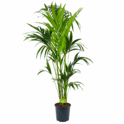Kentiapalm - Howea Forsteriana - P24 H170 - Kamerplant