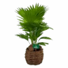 Livistona Rotundifolia In Gevlochten Caryota Pot - Chinese Schermpalm - P19 H50 - Kamerplant -Pokon Winkel livistona rotundifolia in pot chinese schermpalm p19 h50 kamerplant 1