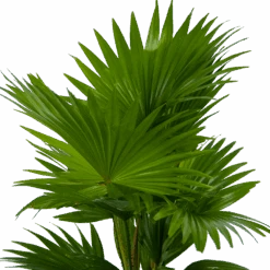 Livistona Rotundifolia In Gevlochten Caryota Pot - Chinese Schermpalm - P19 H50 - Kamerplant -Pokon Winkel livistona rotundifolia in pot chinese schermpalm p19 h50 kamerplant 3