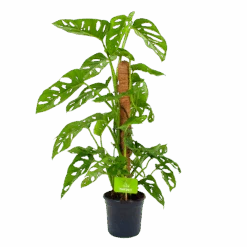 Monstera Adansonii Op Mosstok - Monkey Mask/Leaf- P16 H65 - Kamerplant