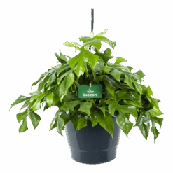 Monstera Minima - Gatenplant - In Hangpot - P27 H30 - Kamerplant