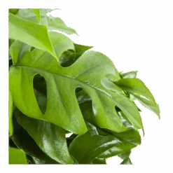 Monstera Minima - Gatenplant - In Hangpot - P27 H30 - Kamerplant 8 Monstera Minima - Gatenplant - In Hangpot - P27 H30 - Kamerplant -Pokon Winkel monstera minima gatenplant in hangpot p27 h30 6