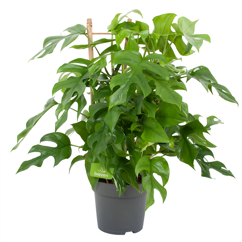 Monstera Minima Met Rekje Gatenplant P17 H65 - Kamerplant 3 Monstera Minima Met Rekje Gatenplant P17 H65 - Kamerplant