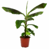 Musa Dwarf Cavendish - Bananenplant - P21 H90 - Kamerplant -Pokon Winkel musa dwarf cavendish bananenplant p21 h90 4