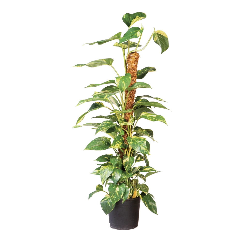 Nature - Kokosplantstok H120cm U00f860mm 5 Nature - Kokosplantstok H120cm U00f860mm - Afbeelding 3