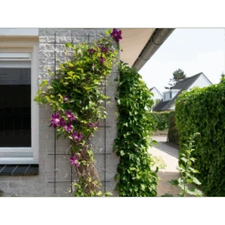 Nature - Metalen Klimrek Geplastificeerd Grijs H145x57cm -Pokon Winkel nature metalen klimrek geplastificeerd grijs h145x57cm 3 2