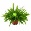 Nephrolepis Exalata Green Lady - Krulvaren - P19 H60 - Kamerplant -Pokon Winkel nephrolepis exalata green lady krulvaren p19 h60 4