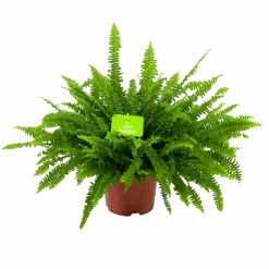 Nephrolepis Exalata Green Lady - Krulvaren - P19 H60 - Kamerplant