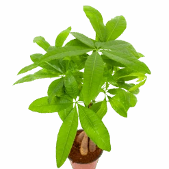 Pachira Aquatica - Geldboom - P12 H45 - Kamerplant -Pokon Winkel pachira aquatica geldboom p12 h45 6